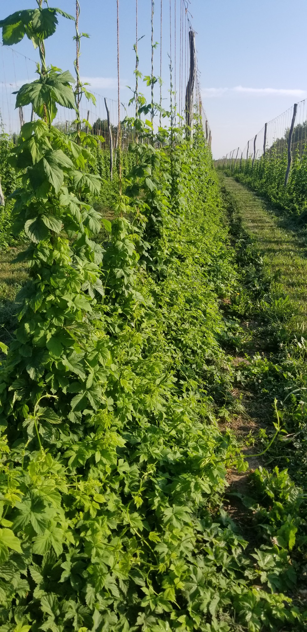 Low-trellis Summit hops